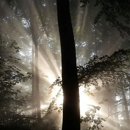 Bed and Breakfast Gutshaus - Gut *